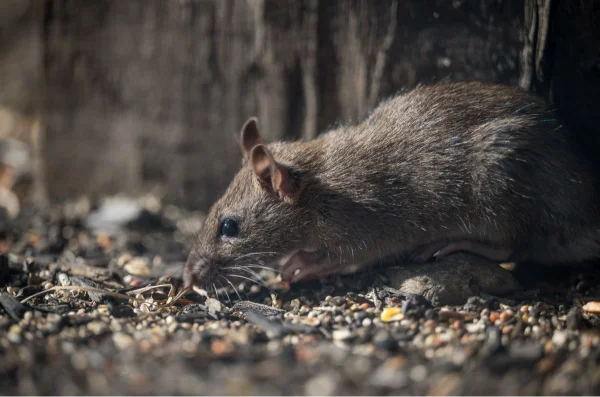 Rat on the ground, showing the size and features that separate rats from mice