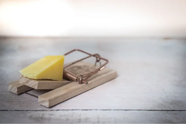 Wooden mouse trap with cheese bait, a common first response to rodent signs