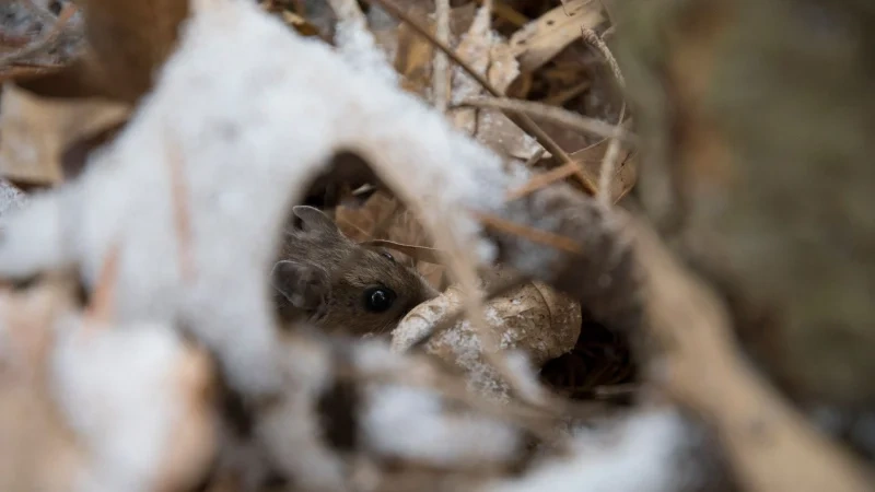 Mouse peeking through leaves and light snow outside a Buffalo NY home