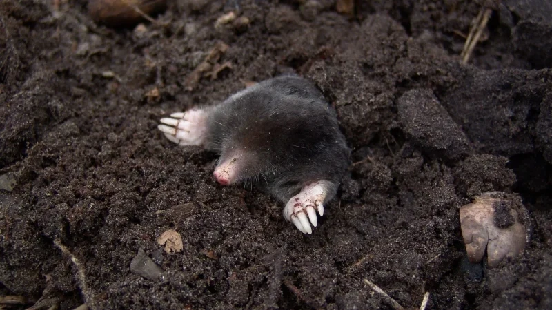 Mole digging up through soil, mole control in Buffalo NY