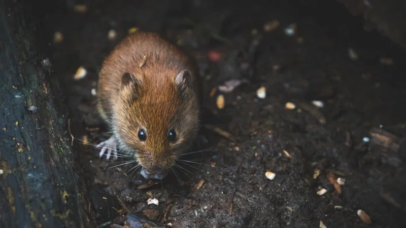 Close-up of a house mouse, mouse control in Buffalo NY