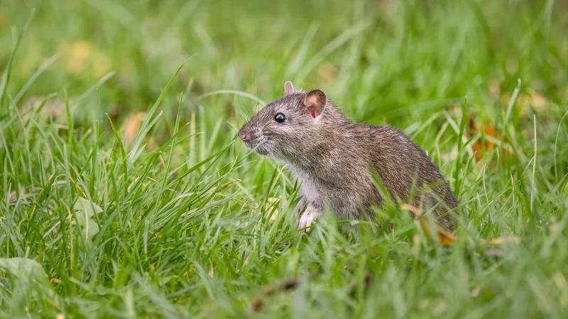 Norway rat standing in green grass, rat control in Buffalo NY